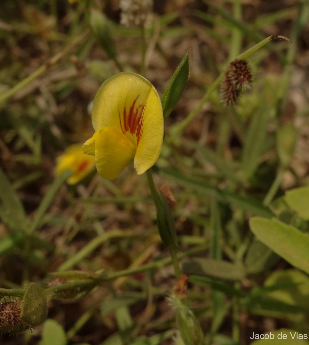 Zornia gibbosa Span.